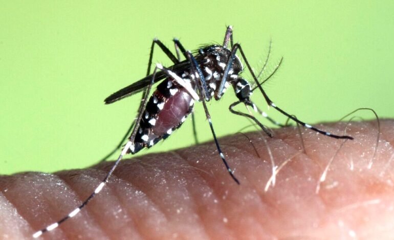 MOSQUITO perigoso identificado em Cascais