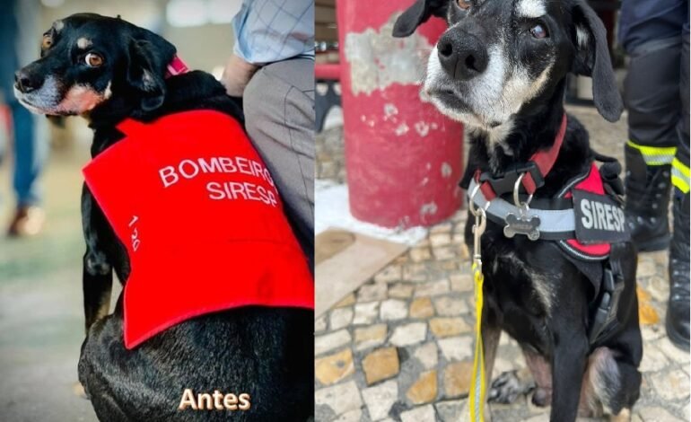 CÃOPANHEIRO SIRESP dos Bombeiros de Carcavelos precisa de 2 mil euros para curar cegueira