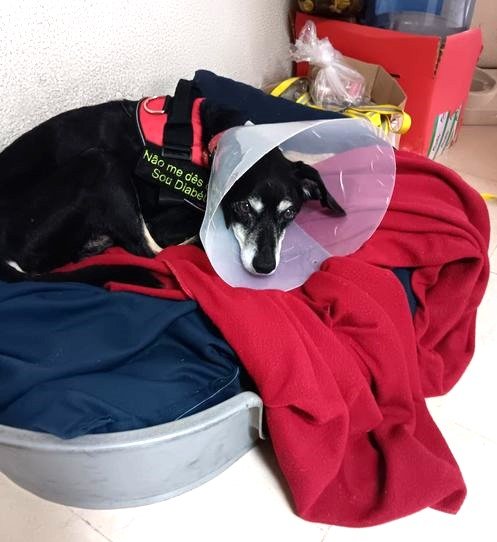 CÃOCOMPANHEIRO SIRESP regressa a casa