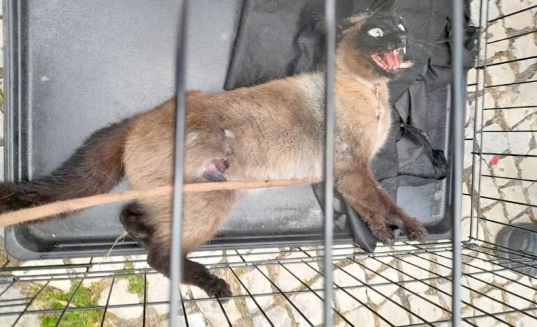 GATONA enfia-se em motor de carro e fere dois bombeiros durante operação de resgate
