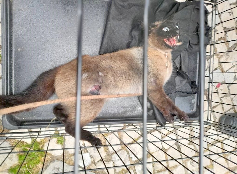 GATONA enfia-se em motor de carro e fere dois bombeiros durante operação de resgate