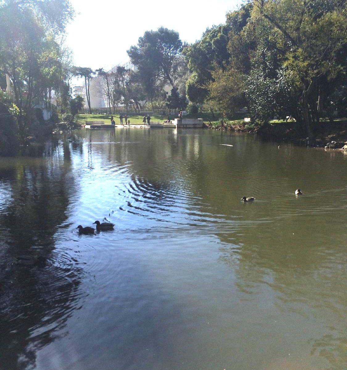 CASCAIS previne gripe das aves nos parques