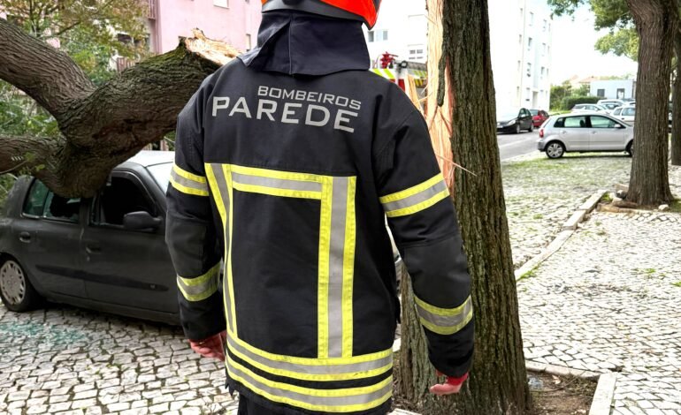 CLÁUDIA provoca queda parcial de árvore de grande porte sobre veículo no Zambujal